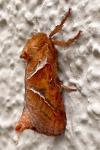 Triodia sylvina