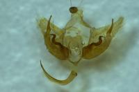 Depressaria albipunctella