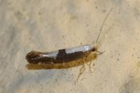 Argyresthia spinosella