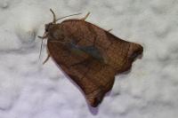 Archips podana