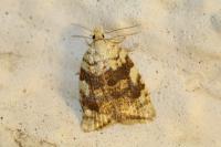 Aleimma loeflingiana
