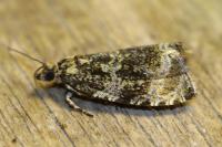 Celypha lacunana