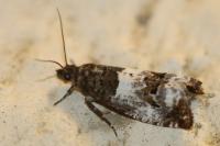 Notocelia trimaculana