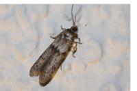 Blastobasis phycidella