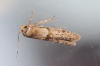Blastobasis phycidella