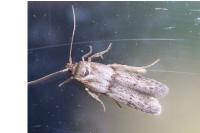 Blastobasis phycidella
