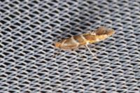 Cameraria ohridella