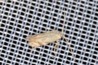 Bucculatrix bechsteinella