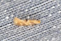 Bucculatrix ulmella