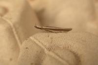 Pleurota aristella