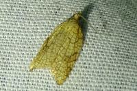 Acleris rhombana