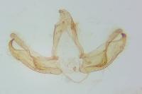 Blastobasis glandulella