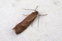 Diurnea lipsiella