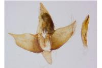 Diurnea lipsiella