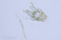 Nemapogon ruricolellus