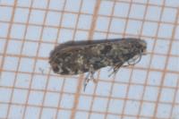 Nemapogon ruricolellus
