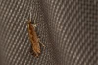 Plutella xylostella