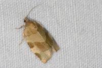 Choristoneura hebenstreitella