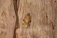 Choristoneura hebenstreitella
