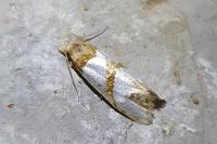 Eugnosta magnificana