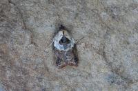 Acleris variegana