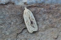 Agonopterix kaekeritziana
