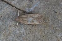 Helcystogramma lutatella