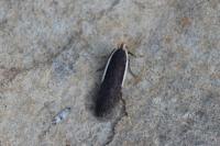 Nothris lemniscellus