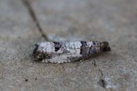 Notocelia incarnatana
