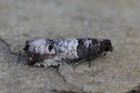 Notocelia incarnatana