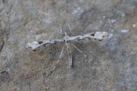 Platyptilia
