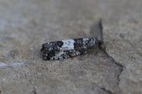 Spilonota laricana