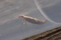 Ypsolopha dentella