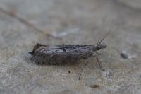 Ypsolopha horridella