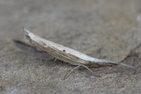 Ypsolopha nemorella