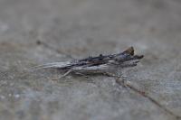 Ypsolopha scabrella