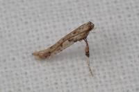 Caloptilia honoratella