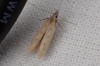 Dichomeris acuminata