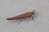 Zelleria hepariella