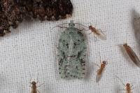 Acleris literana