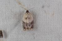 Acleris variegana