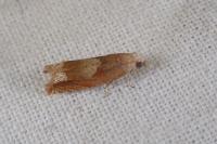 Eucosma conterminana