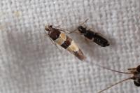 Goidanichiana jourdheuillella