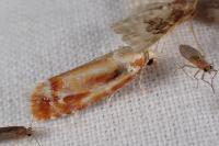 Rhyacionia buoliana