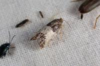 Spilonota ocellana