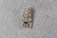 Symmoca signatella