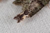 Teleiodes luculella