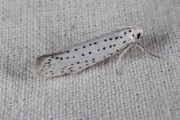 Yponomeuta evonymella