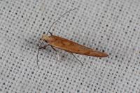 Zelleria hepariella