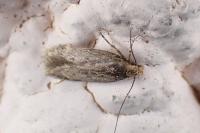 Bryotropha